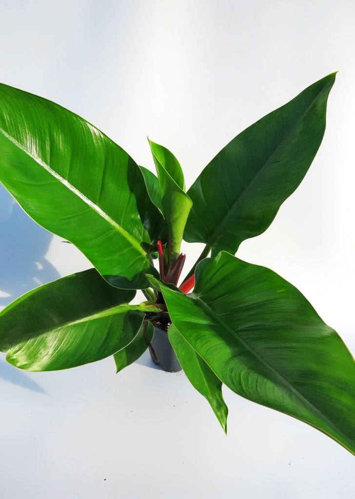 philodendron erubescens imperial green Philodendron Erubescens 'Imperial Green' – Végétal Design Qc