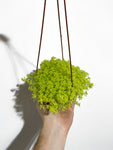 Sedum Japonicum 'Tokyo Sun'
