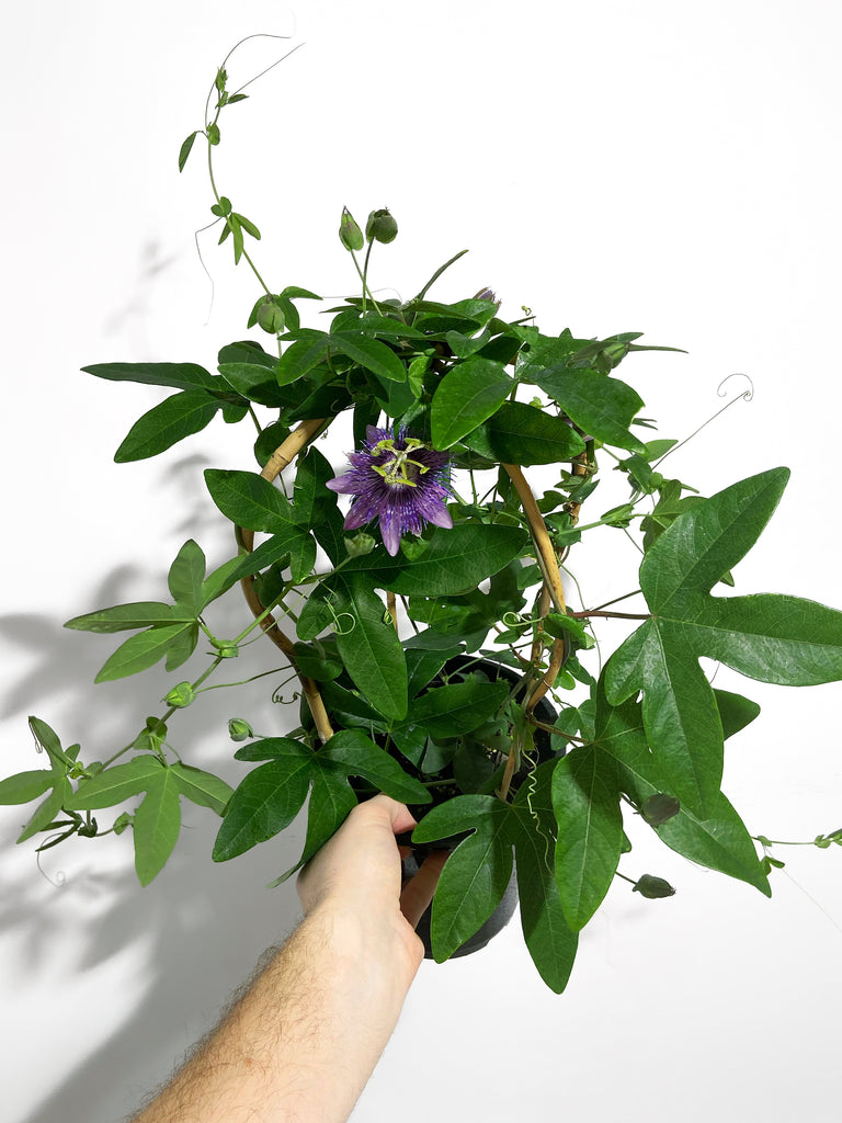 Passiflora 'Victoria Violacea' XL - 2 Piante Rampicanti In Vaso ⌀17 Cm, Altezza 110-120 Cm, Fiori Viola E Frutti Commestibili