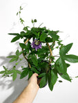 Passiflora Violacea 'Victoria' | Fleur de la Passion