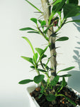 Euphorbia Milii | Couronne d'épines
