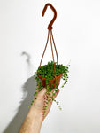 Senecio Rowleyanus | Collier de Perles | String of Pearls