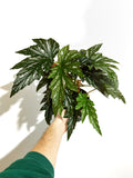 Bégonia 'Argenteo-guttata' | Angel Wing Begonia