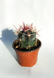 Cactus Ferocactus Chrysacanthus var Rubrispinus