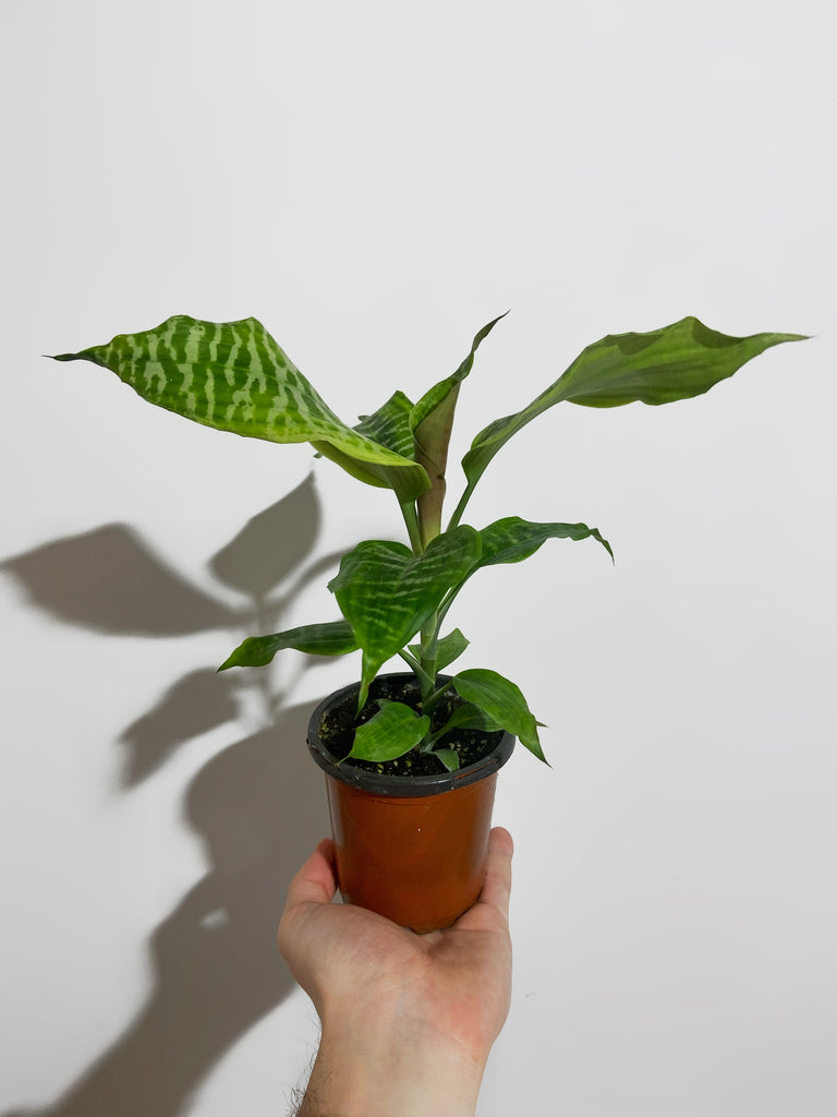dracaena goldieana for sale Dracaena Goldieana 'Zebra Striped' – Végétal Design Qc