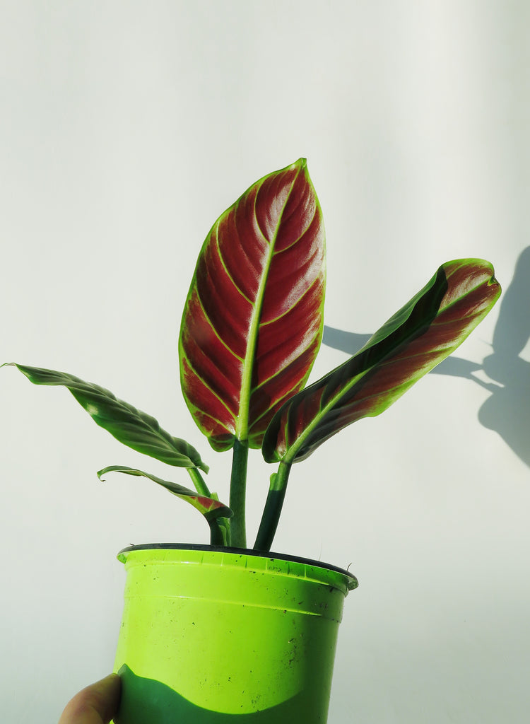 subhastatum philodendron price Philodendron 'Subhastatum' – Végétal Design Qc
