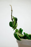 Hoya Carnosa 'Compacta' | Hoya Hindu Rope