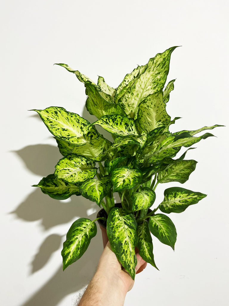 dieffenbachia maria Dieffenbachia 'Mary' – Végétal Design Qc