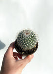 Cactus Mammillaria Muehlenpfordtii