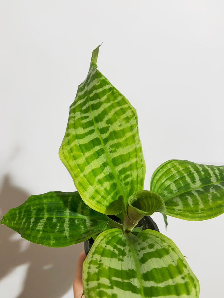 dracaena goldieana for sale Dracaena Goldieana 'Zebra Striped' – Végétal Design Qc