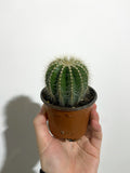 Cactus Parodia Magnifica