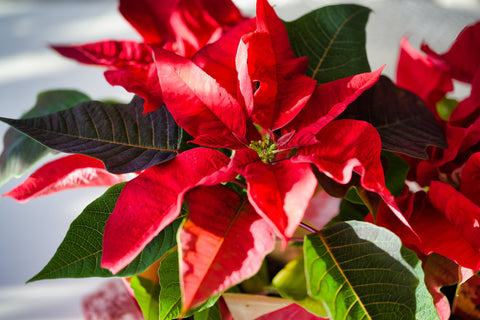 Poinsettia Rouge | Euphorbia pulcherrima | Étoile de Noël